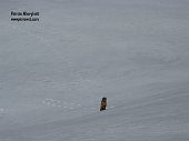 02-Marmotta sbucata dalla neve il primo Maggiosalendo al Forcella Rossa